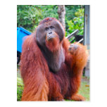 Le Roi Orangutan Tom au camp Leakey Cartes Postales
