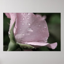 Le rose de rose laisse tomber l'affiche