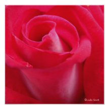 Le rose rouge de l'amour art photographique