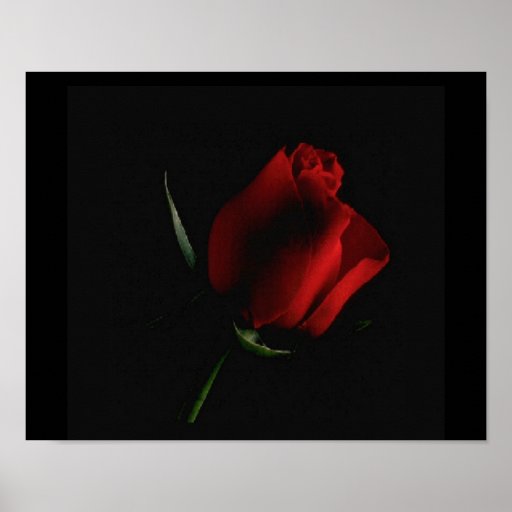 Le rose rouge Noir-ajoutent dessus des mots si vou Posters