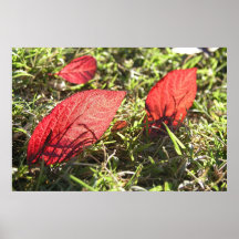 Le rouge quitte Sacramento PA120711 Affiche