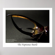Le scarabée de Neptunus Posters