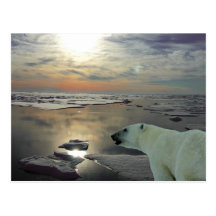 Le soleil de minuit et ours blanc, océan arctique carte postale