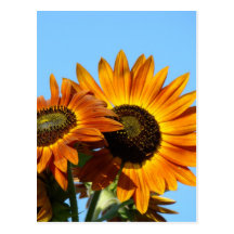LE SOLEIL DE TOURNESOLS FLEURIT LA CARTE POSTALE D