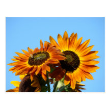 LE SOLEIL DE TOURNESOLS FLEURIT LA CARTE POSTALE D
