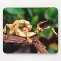 Le spectre de Macleay (insecte de bâton de Spiney) Tapis De Souris