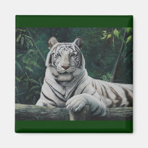 le tigre blanco aimants