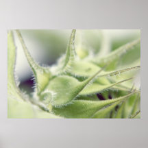 Le tournesol cloue la grande affiche II