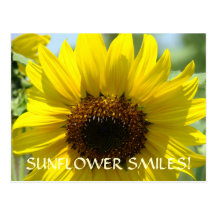 Le TOURNESOL SOURIT les fleurs florales de Sun de 
