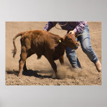 Le veau Roped est sur le point d'être attaché Affiches