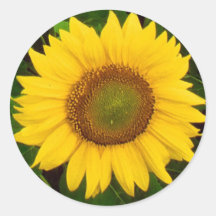 Le vert simple de tournesol laisse la fleur jaune autocollant