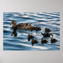 Le vilain petit canard posters