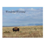 Le Wyoming merveilleux ! Carte postale