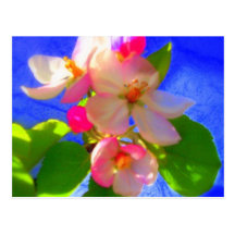 Le zen fleurit carte postale