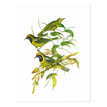 Leafbird D'or-affronté Carte Postale