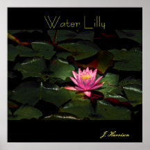 L'eau Lilly Posters