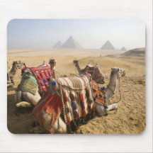 L'Egypte, le Caire. Regard fixe de repos de chamea Tapis De Souris
