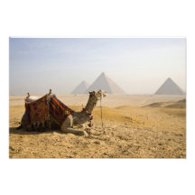L'Egypte, le Caire. Un chameau solitaire regarde f Impressions Photo