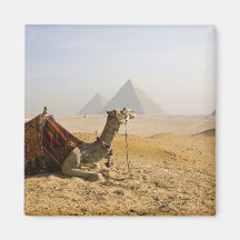 L'Egypte, le Caire. Un chameau solitaire regarde f Aimant Pour Réfrigérateur
