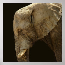 L'éléphant - affiche