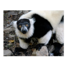 lemur4x6 carte postale