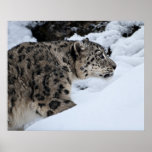 Léopard de neige posters