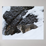 Léopard de neige sur la falaise posters