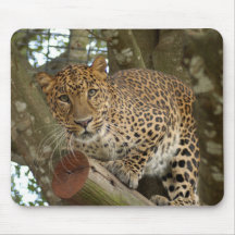 LeopardCheetaro006 Tapis De Souris