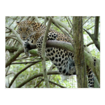 LeopardSundari_005 Carte Postale