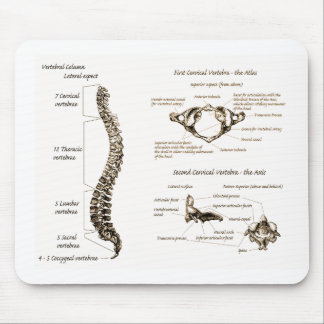 Le massage du service cervical faire le plus