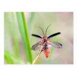 Lepture rouge cartes postales