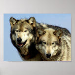 Les alpha couples de loup affiches