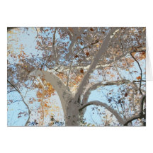 Les arbres de l'automne cartes de vœux