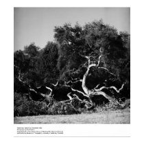 Les arbres s'approchent de Santa Cruz, 1962, par A posters