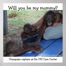 Les bébés d'orang-outan veulent une maman posters