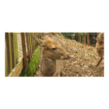 Les cerfs communs repérés doubles cartes