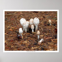 Les champignons pleurent un camarade tombé affiches