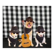 Les chiens d'âme posters