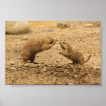 Les chiens de prairie me donnent une certaine peau poster