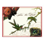 Les colibris rouges de Protea - sauvez la carte po