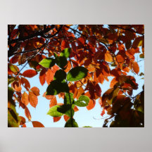Les couleurs de l'automne posters