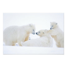 Les Etats-Unis, Alaska, plaine 1002 côtière de l'A Photo D’art