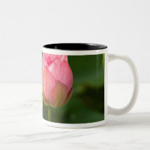 Les Etats-Unis, C.C, Washington, Kenilworth Tasses À Café
