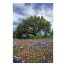 Les Etats-Unis, le Texas, marbre tombent pinceau e Photo Sur Toile