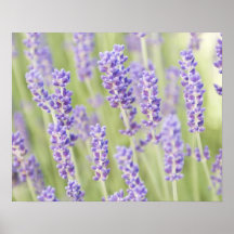 Les Etats-Unis, WA, Squim, Lavendar (foyer sélecti Posters