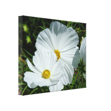 Les fleurs de marguerites de cosmos ont enveloppé  impression sur toile