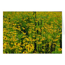les fleurs jaunes, Hatley du nord, Estrie fleurit Carte De Vœux