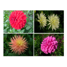 Les floralies cartes postales