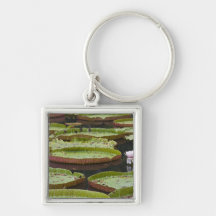 Les Îles Maurice, Pamplemousses, SSR botanique Porte-clefs