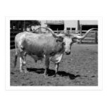 Les Longhorns sont des amis, pas la nourriture (B& Carte Postale